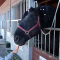 帯広競馬場（ばんえい十勝）の写真_77766