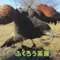 ふくろう茶房の写真_77786