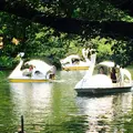 井の頭恩賜公園の写真_78132