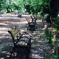 井の頭恩賜公園の写真_78135