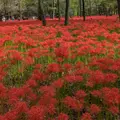 巾着田の写真_782754