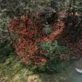 巾着田の写真_782760