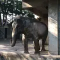 井の頭自然文化園の写真_78487
