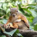 井の頭自然文化園の写真_78503