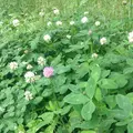 都立野川公園の写真_78770