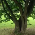 都立野川公園の写真_78771