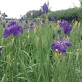 瓢湖水きん公園の写真_7921
