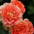 河口湖音楽と森の美術館（旧：オルゴールの森）の写真_79691