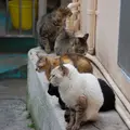 市場本通りの写真_8151