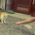 清水屋の写真_8225