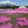 富士芝桜まつり事務局の写真_8253