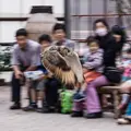 富士花鳥園の写真_8362