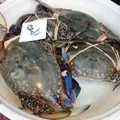 鈴木鮮魚店の写真_8669