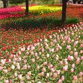 国営アルプスあづみの公園　堀金・穂高地区の写真_9037