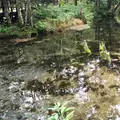 神の子池の写真_92179