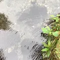 神の子池の写真_92180