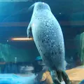 旭川市 旭山動物園の写真_9259