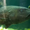 鶴岡市立加茂水族館（クラゲドリーム館）の写真_9559