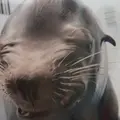 鶴岡市立加茂水族館（クラゲドリーム館）の写真_9563