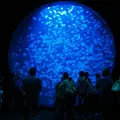 鶴岡市立加茂水族館（クラゲドリーム館）の写真_9578
