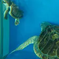 鶴岡市立加茂水族館（クラゲドリーム館）の写真_9580