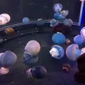 新江ノ島水族館の写真_9651