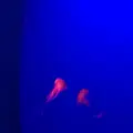 新江ノ島水族館の写真_9652