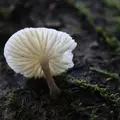 手尾の山奥の写真_97950