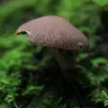 手尾の山奥の写真_97954