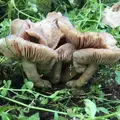 大江へき地保育所の写真_98134
