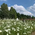 国営備北丘陵公園の写真_1000120