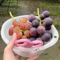 世界の葡萄 豊玉園の写真_1002475