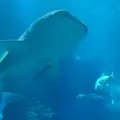 海遊館の写真_1005732