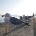カモメの駐車場の写真_1020045