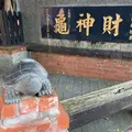 財神亀公園の写真_1022537