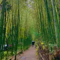 嵐山 竹林の小径の写真_1022675