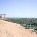 青島神社の写真_1026828