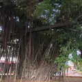 名護 ひんぷんガジュマルの写真_1032351