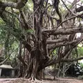 東の御嶽（シヌグ堂）の写真_1032372