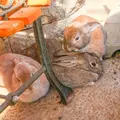 月うさぎの里の写真_1034086