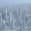 蔵王の樹氷の写真_1059968