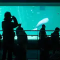鳥羽水族館の写真_1061866