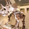 国立科学博物館の写真_1065264