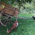 アクリマタシオン庭園の写真_1069834