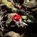 笠山の写真_1075772