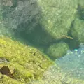 稚児ヶ淵の写真_1076264