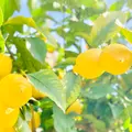 黄金の島＠末岡新果園の写真_1080071
