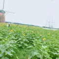 佐倉ふるさと広場の写真_1103479