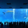 沖縄美ら海水族館の写真_110534