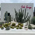 Palm Springs Cafeの写真_1109081